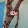 bild41